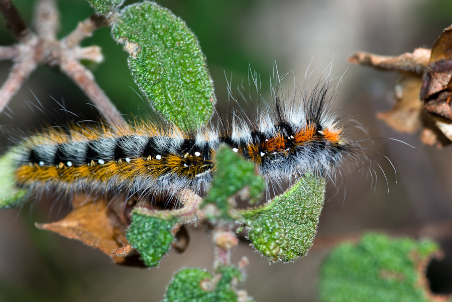 Orugas venenosas - Pentaxeros.com