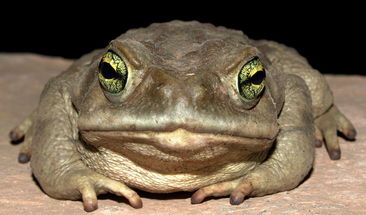 sapos - Pentaxeros.com